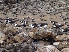 129 ILE DE OUESSANT_000051